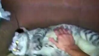 Это кот или свинья? - смотреть видео (0:24)