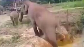 Слониха помогает своему сынишке - смотреть видео (2:19)