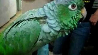 Попугай плачет как ребёнок - смотреть видео (0:31)