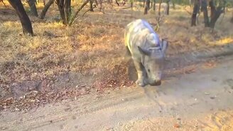 Носорожик и малыш ламы резвятся - смотреть видео (1:59)