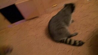 Игры домашних енотов - смотреть видео (1:51)