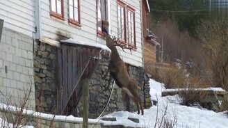 Кормилица дикого оленя - смотреть видео (1:05)