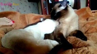 Сборка со смешными и неожиданными выходками кошек - смотреть видео (5:20)