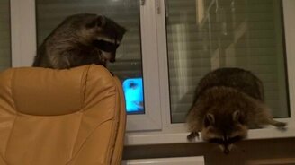 Еноты резвятся с собакой - смотреть видео (2:43)