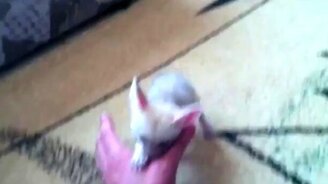 Малютка фенек - смотреть видео (0:28)