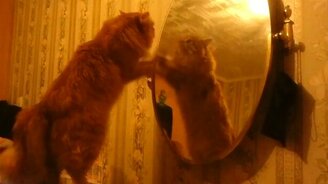 Кот наказывает своё отражение - смотреть видео (1:41)