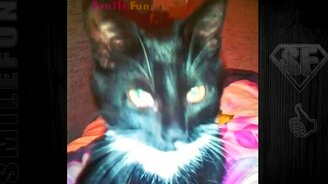 Зевающие коты провоцируют - смотреть видео (2:33)