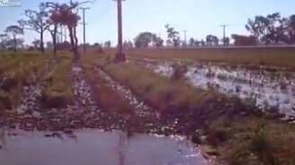 Гигантская стая уток - смотреть видео (1:53)