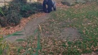 Будешь снимать - получишь камнем! - смотреть видео (0:23)