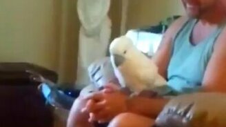 Какаду - настоящий рокер - смотреть видео (4:49)