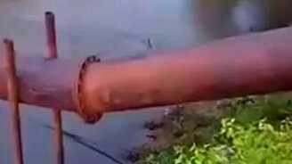 Щенок против крокодила - смотреть видео (0:32)