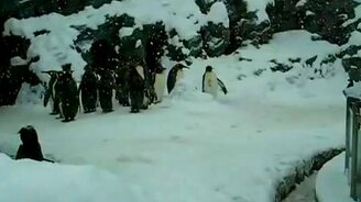 Самый счастливый пингвинёнок - смотреть видео (0:43)