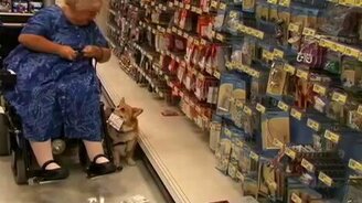 Корги - друг и помощник - смотреть видео (4:01)