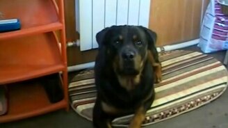 Ротвейлер запускает кота с прогулки - смотреть видео (1:10)