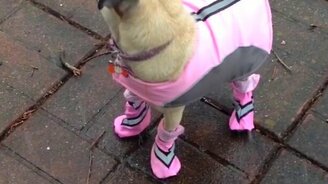 Собаки примеряют обувь - смотреть видео (1:05)