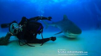 Любовь к акулам - смотреть видео (2:31)