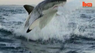 Белая акула в полёте - смотреть видео (2:42)
