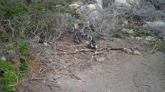 Пингвинье противостояние - смотреть видео (2:10)