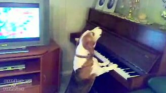 Собака - пианистка и певица - смотреть видео (0:57)