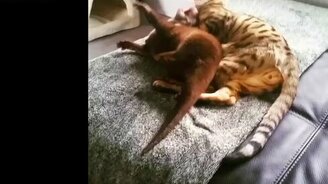 Дружные выдра и котик - смотреть видео (2:12)