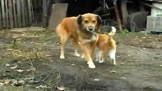 Кошачьи объятия собаки - смотреть видео (1:48)