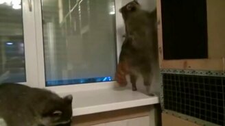 Как выглядит дискотека у енотов - смотреть видео (0:16)