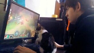 Котёнок играет в компьютере - смотреть видео (1:25)