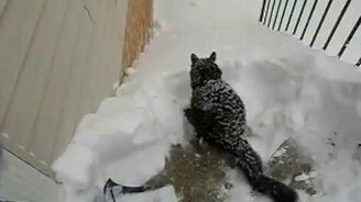 Кошачий полёт в сугроб - смотреть видео (1:04)