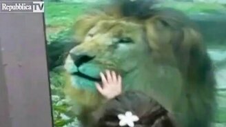 Дети общаются со львом - смотреть видео (2:06)