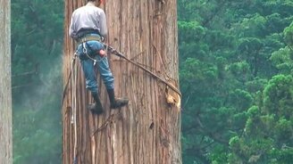 Как рубят большое дерево в Японии - смотреть видео (6:28)