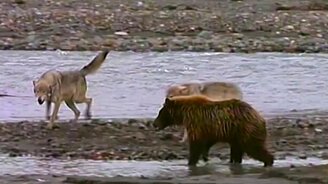Медведь против волков - смотреть видео (1:22)