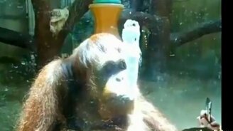 Много смешных обезьян - смотреть видео (1:40)