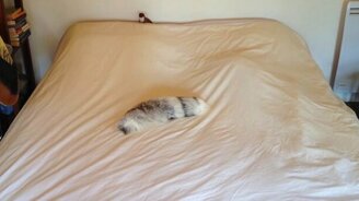 Ласка атакует - смотреть видео (1:37)