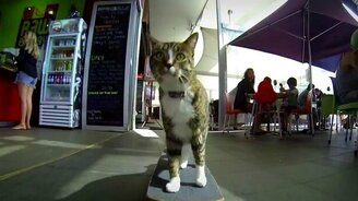 Кошка-скейтбордистка - смотреть видео (1:40)