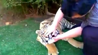 Удаляем молочный зуб тигру - смотреть видео (0:54)