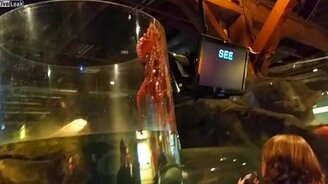 Не дали осьминогу выбраться на волю - смотреть видео (0:44)