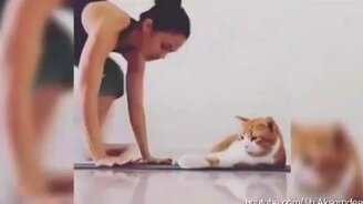 Питомцы против йоги - смотреть видео (2:46)