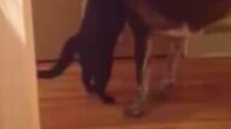 Кот соскучился по псу - смотреть видео (0:48)