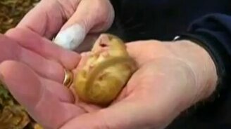 Крохотный соня - смотреть видео (0:31)