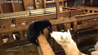 Наказан за дерзость - смотреть видео (1:22)