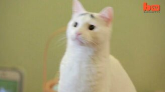 Когда брови решают всё - смотреть видео (4:09)