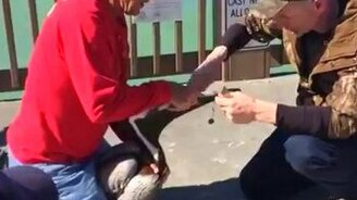 Спасение пеликана - смотреть видео (2:11)