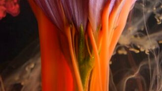 Цветная магия в воде - смотреть видео (3:54)