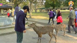 Парк с оленями - смотреть видео (5:23)