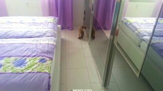 Сиамская кошка против отражения - смотреть видео (1:41)