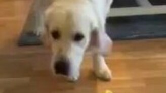 Псина против лимона - смотреть видео (0:25)