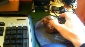 Питомец отучает хозяина от компьютера - смотреть видео (2:39)