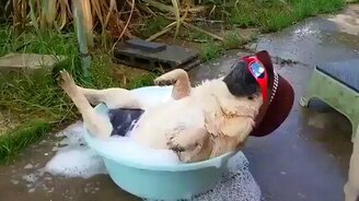 Мопс отдыхает - смотреть видео (0:59)