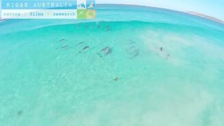 Дельфины на волне удовольствия - смотреть видео (0:30)