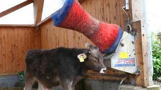 Чесалка для бычка - смотреть видео (0:57)